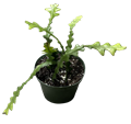 Ric Rac Orchid  (Zig Zags) Cactus